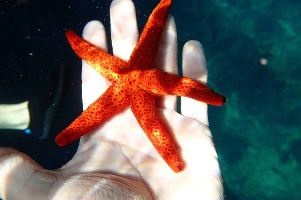 snorkeling mallorca